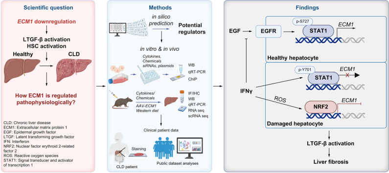 Graphical Abstract