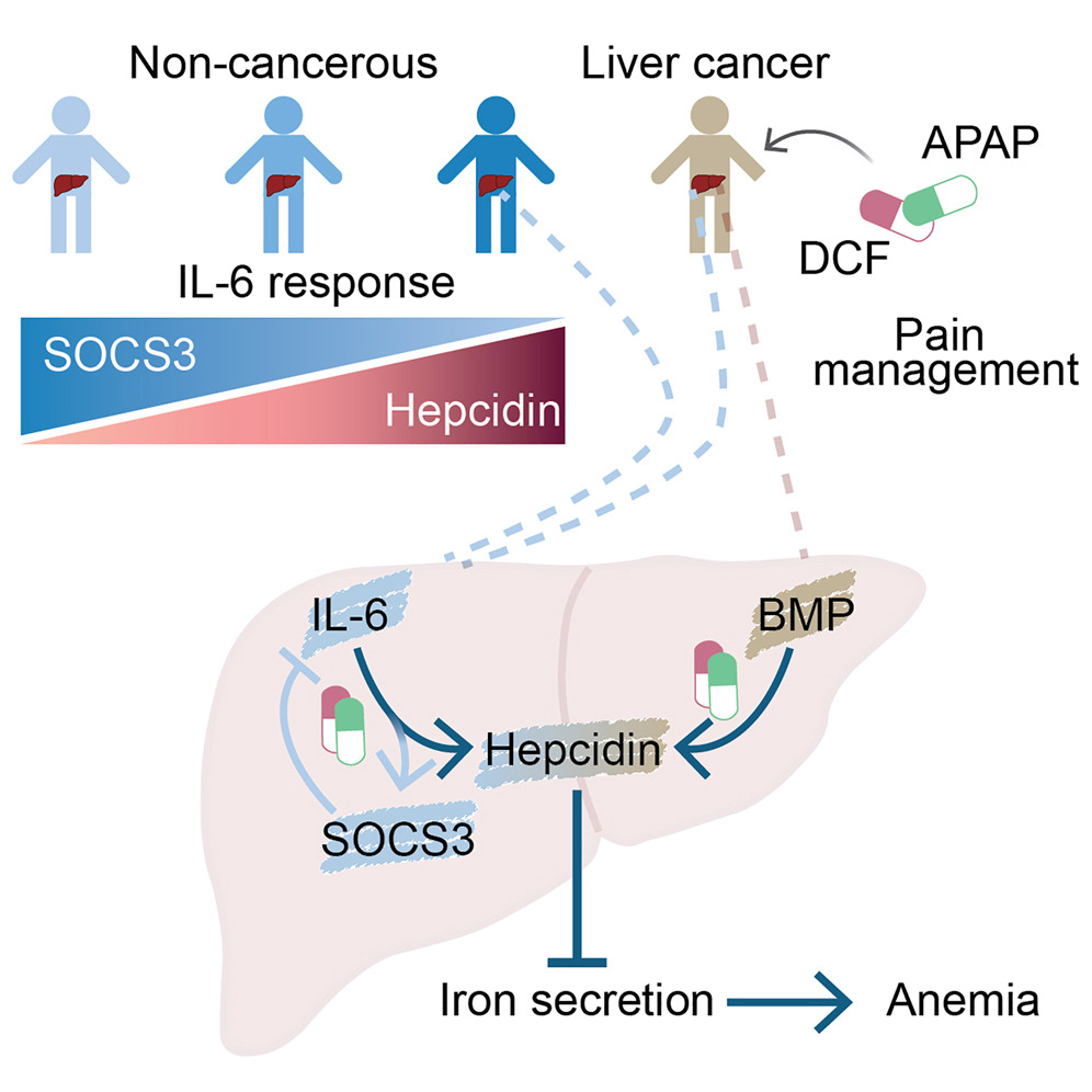 Graphical Abstract