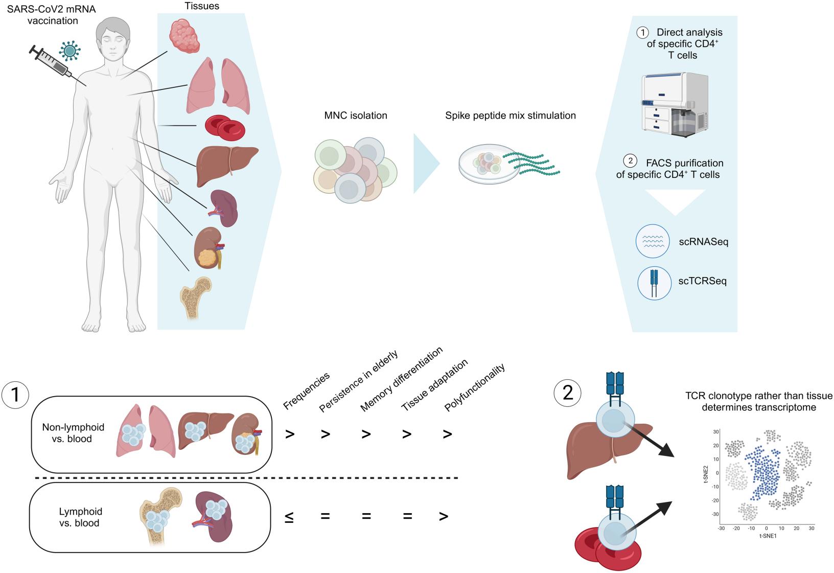 Graphical Abstract